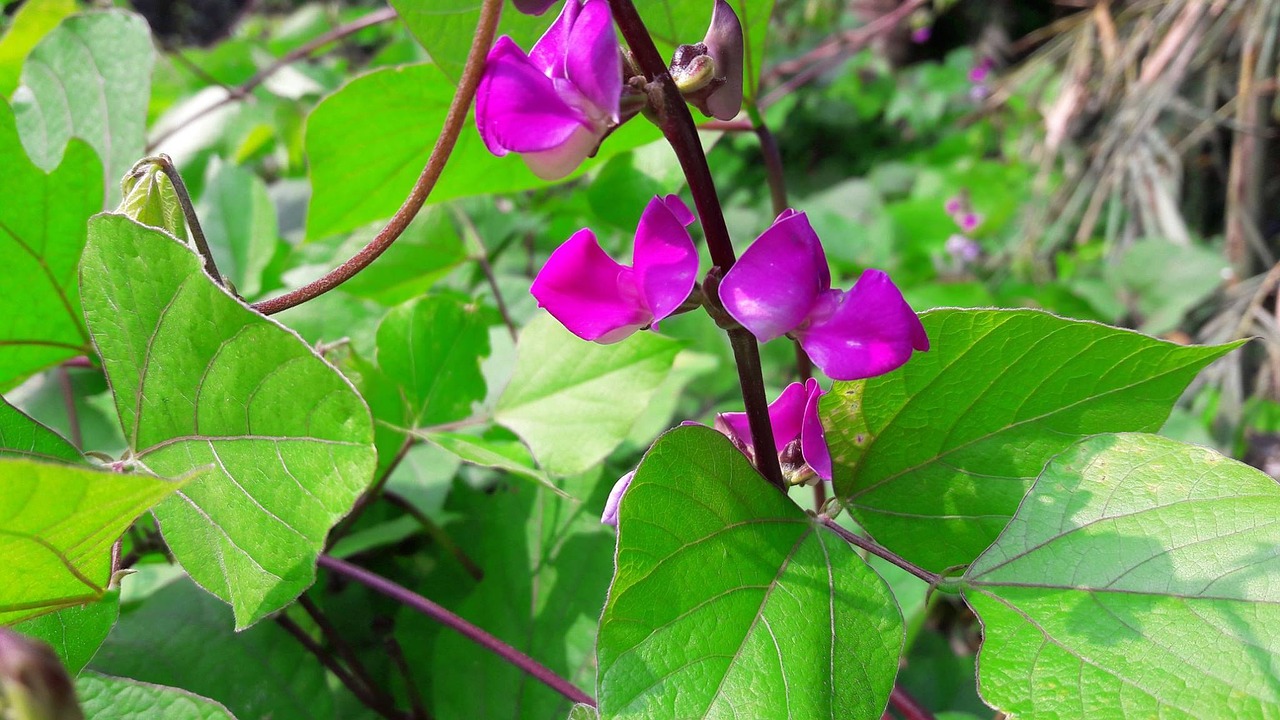 bangladeshi bean flower flower lilac free photo