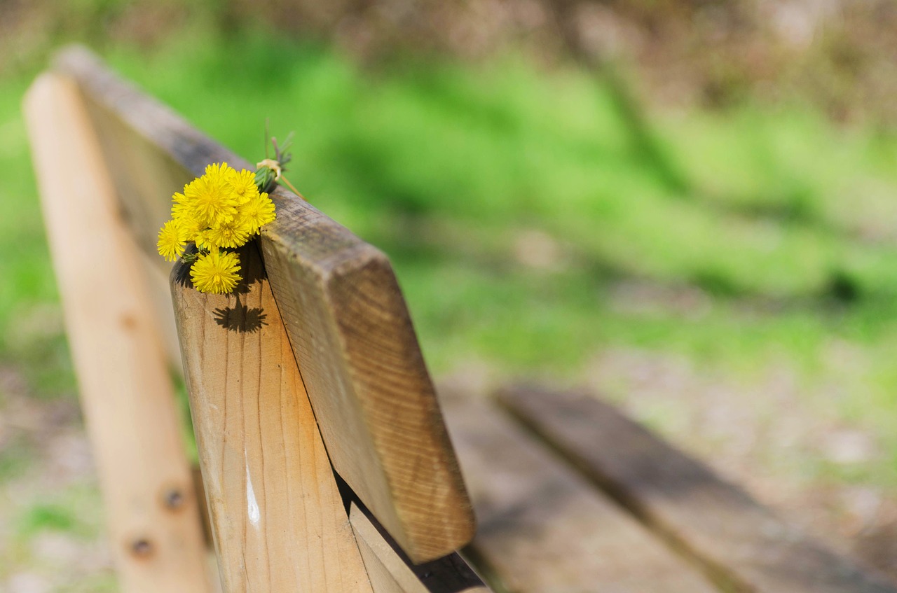 bank flowers yellow free photo