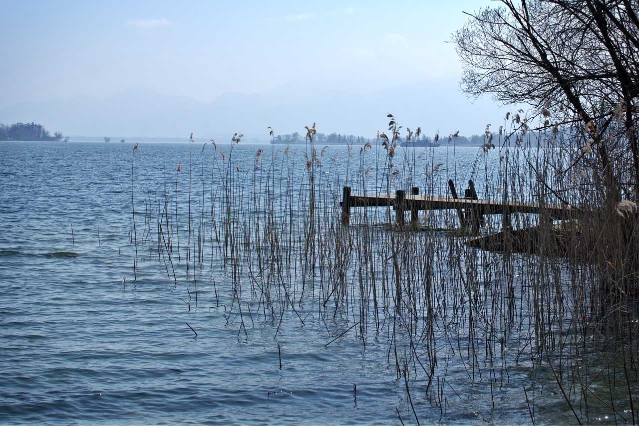 bank lake reed free photo