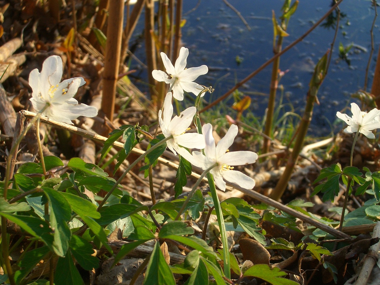 bank spring white blossom free photo