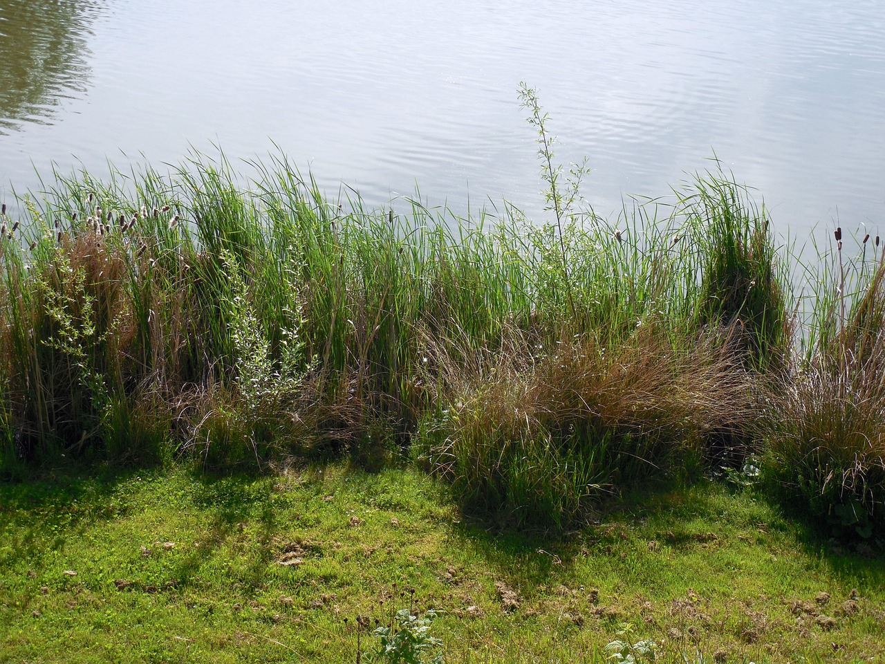 bank pond lake free photo