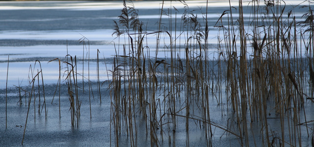 bank lake nature free photo