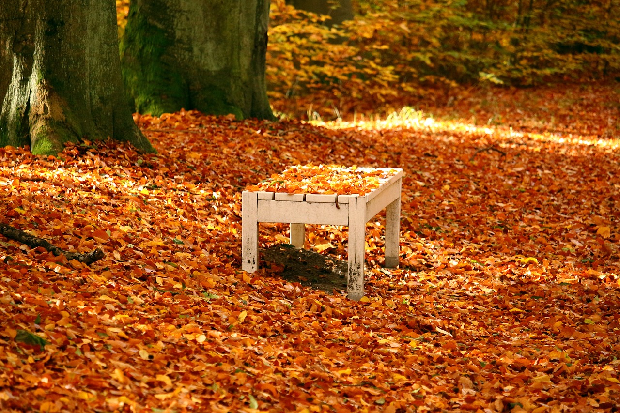 bank autumn fall foliage free photo