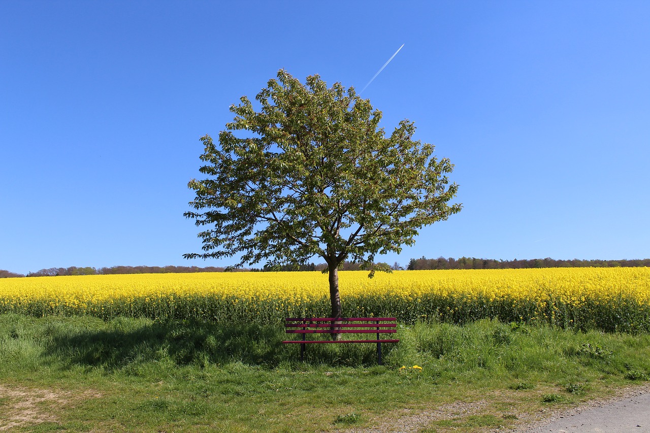 bank summer rest free photo