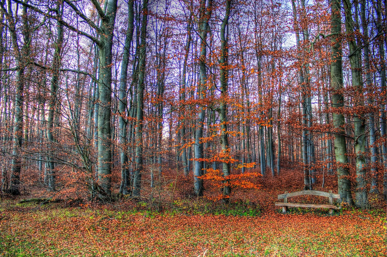 bank wood idyll free photo