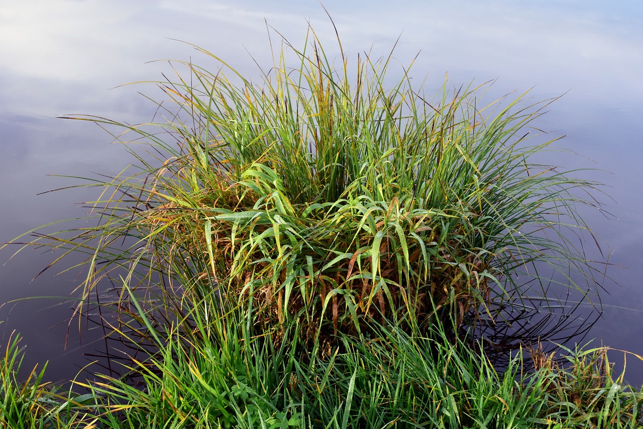 bank reed nature free photo