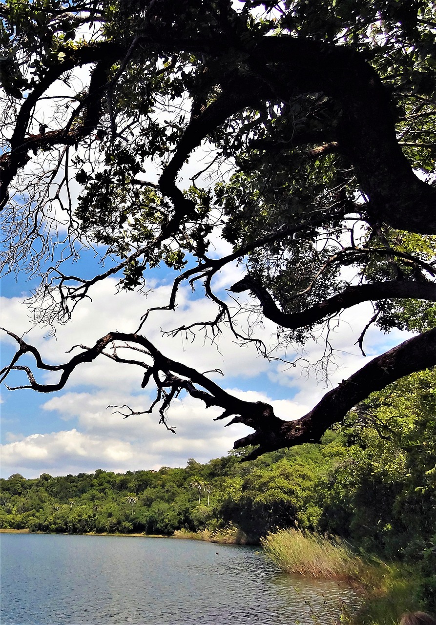 bank tree landscape free photo