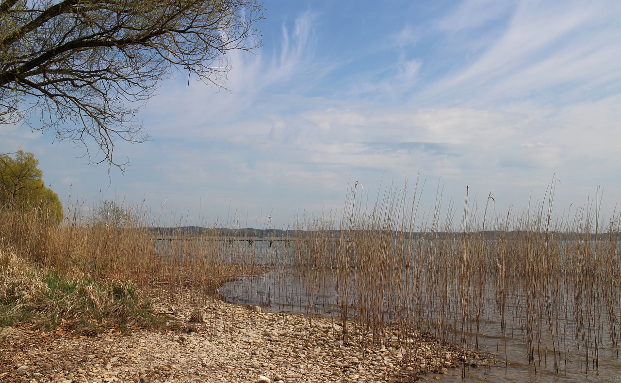 bank reed lake free photo