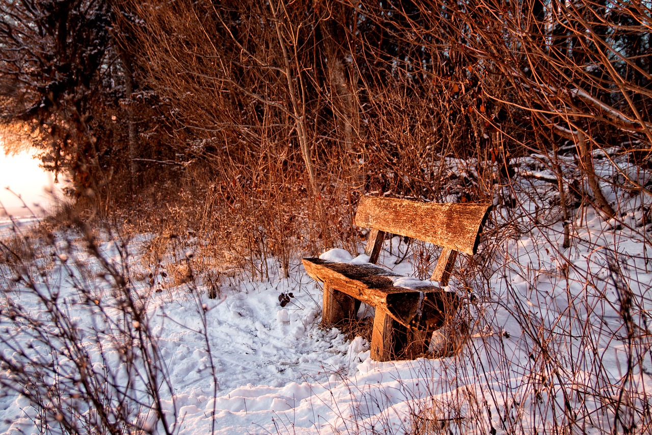 bank  sit  forest free photo