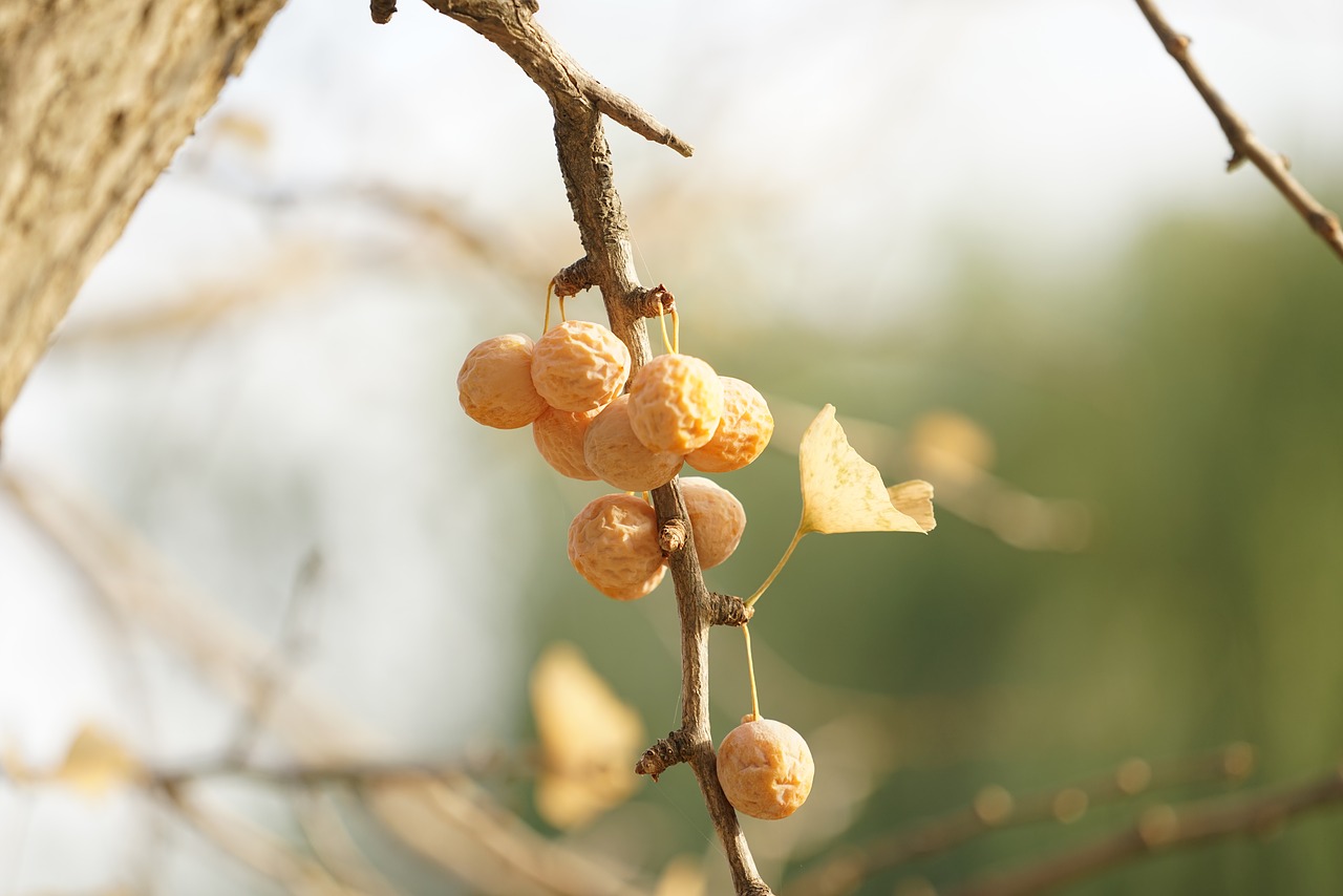 bank  bank fruit  ginkgo free photo