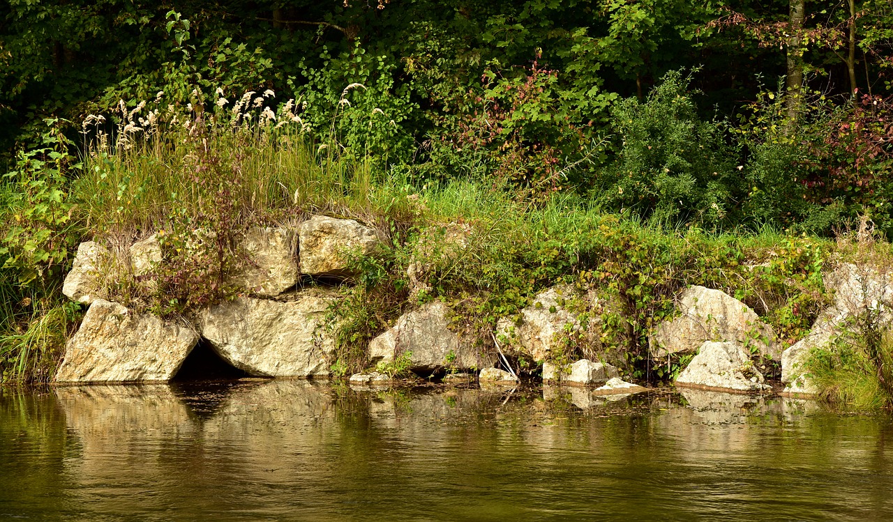 bank  riverside  nature free photo