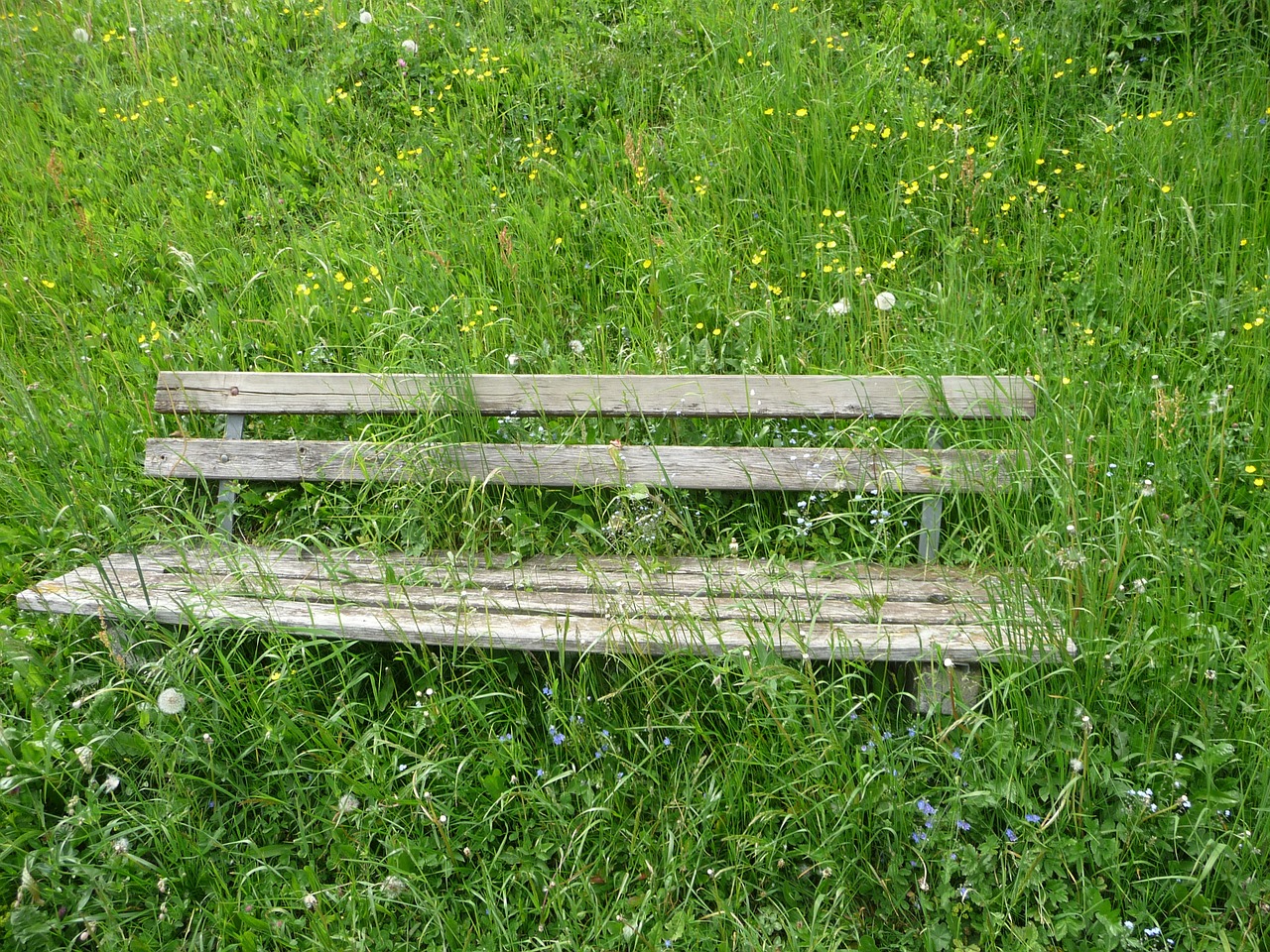 bank seat flower meadow free photo