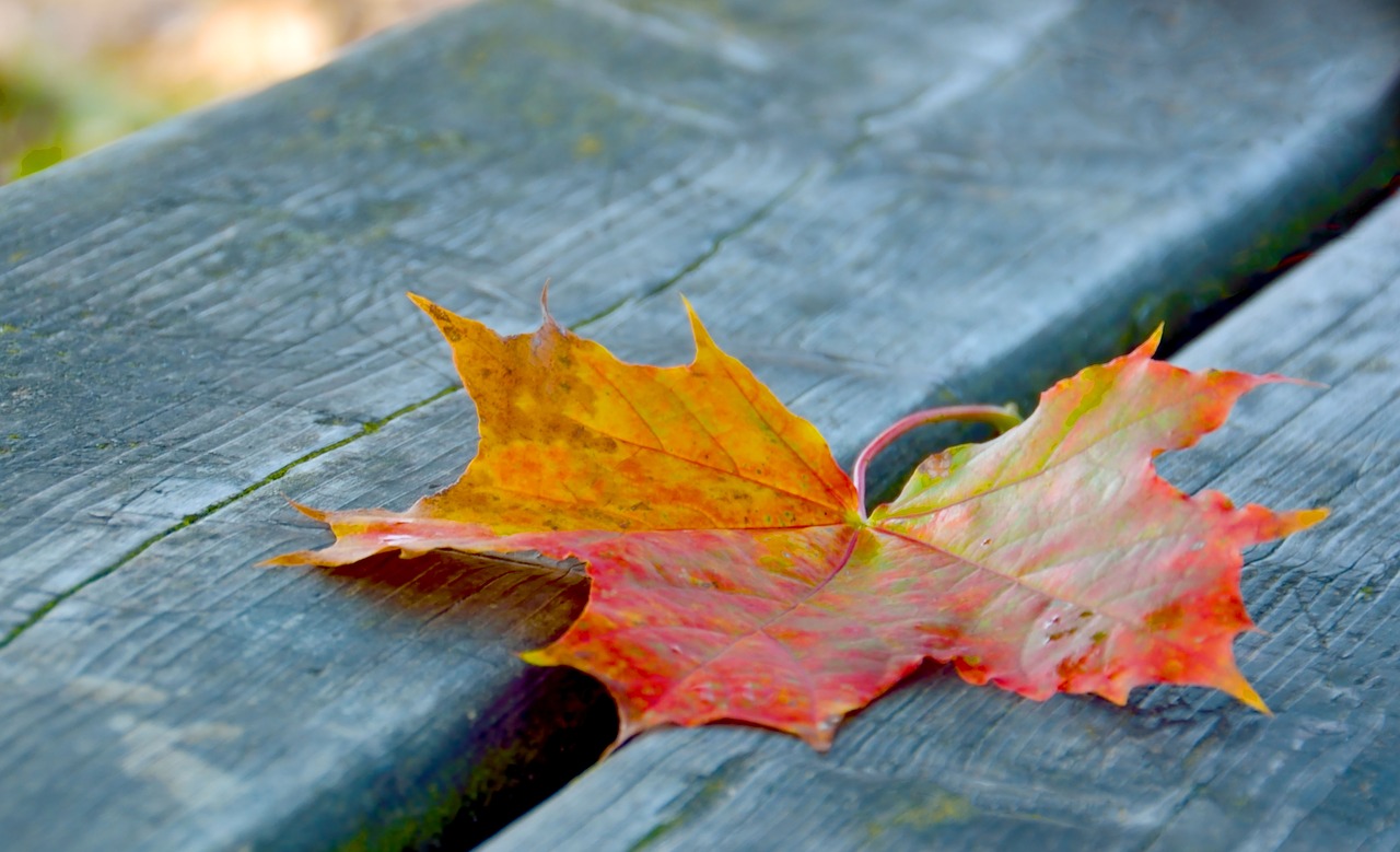 bank  autumn leaf  nature free photo