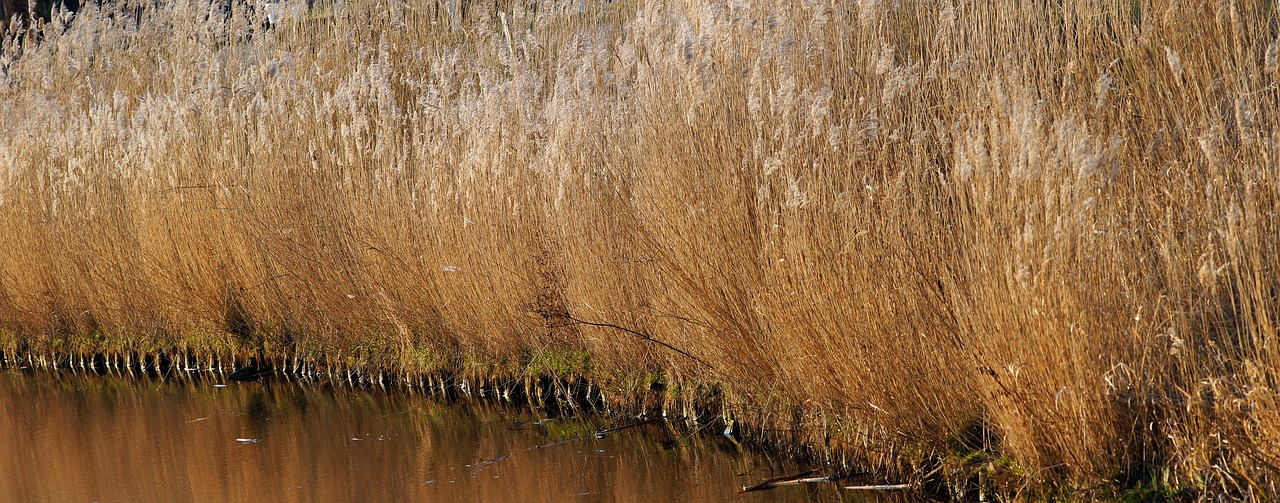 bank  reed  nature free photo