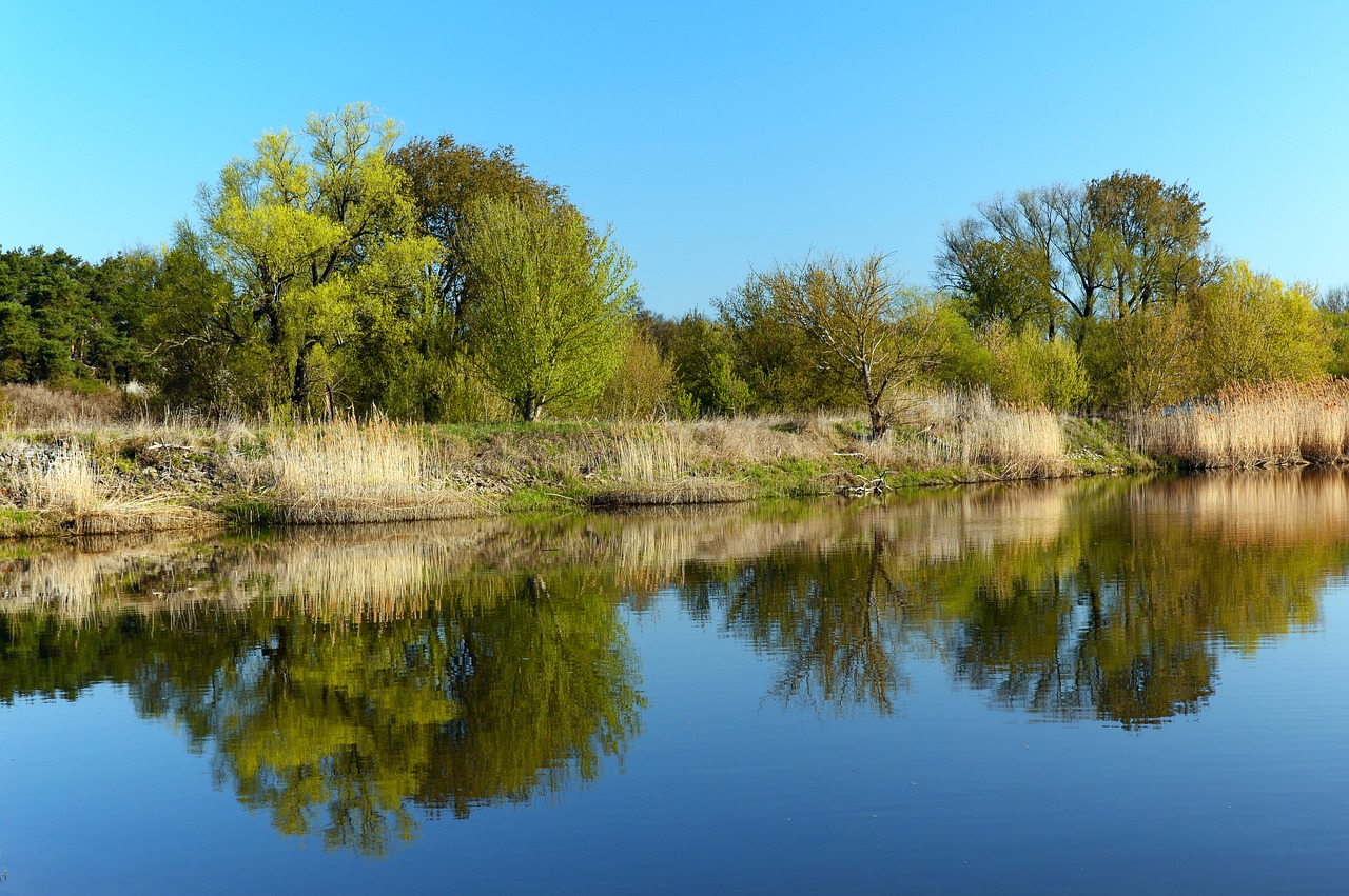 bank  river landscape  shore bepflanzung free photo