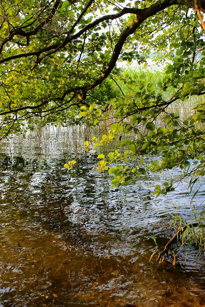 bank lakeside waters free photo