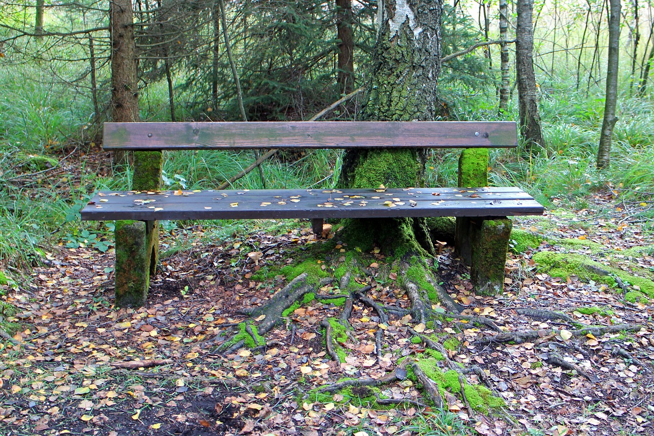 bank wooden bench seat free photo