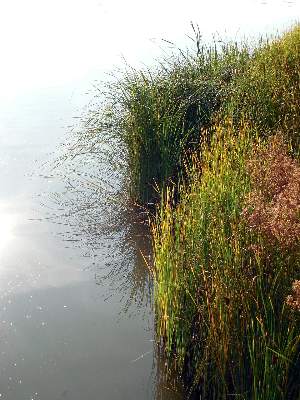 bank water pond free photo