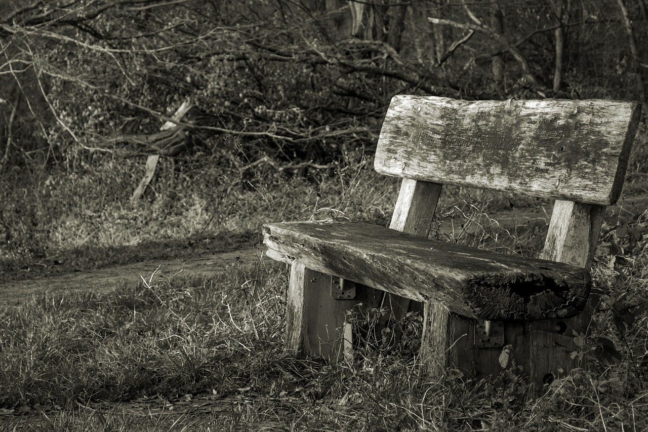 bank forest bench free photo