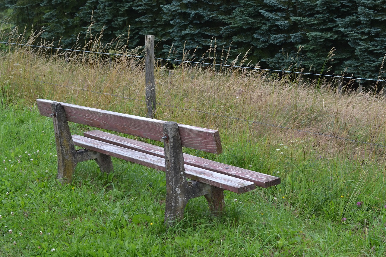 bank forest nature free photo