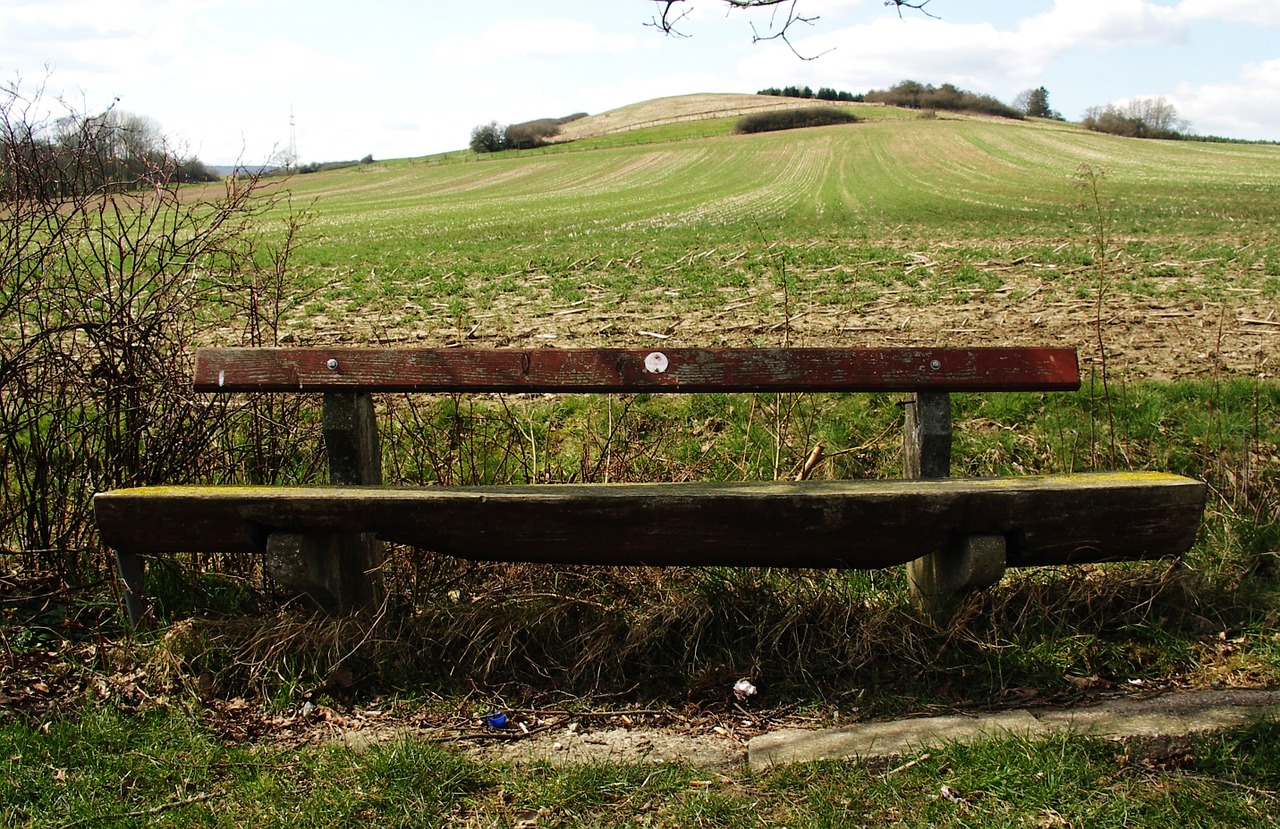 bank wooden bench bench free photo