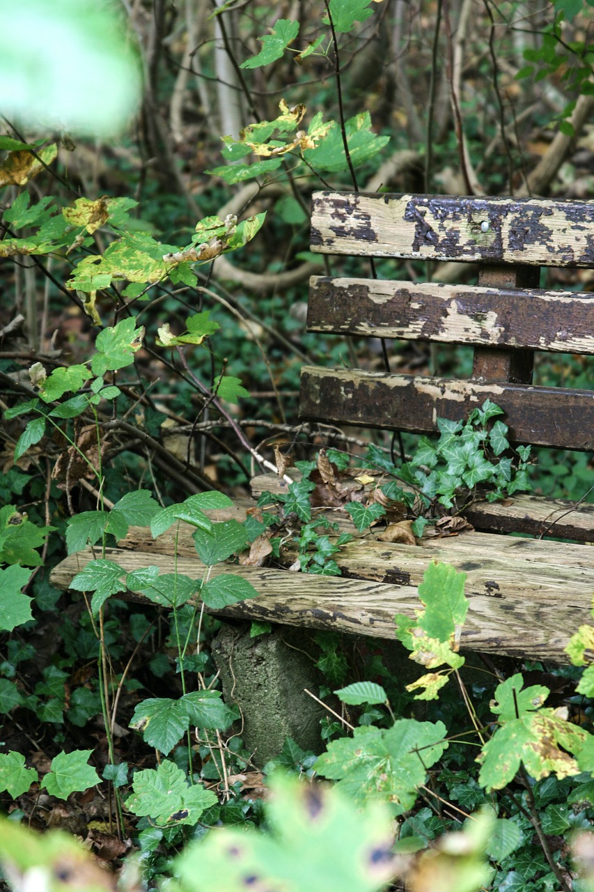 bank ivy forest free photo