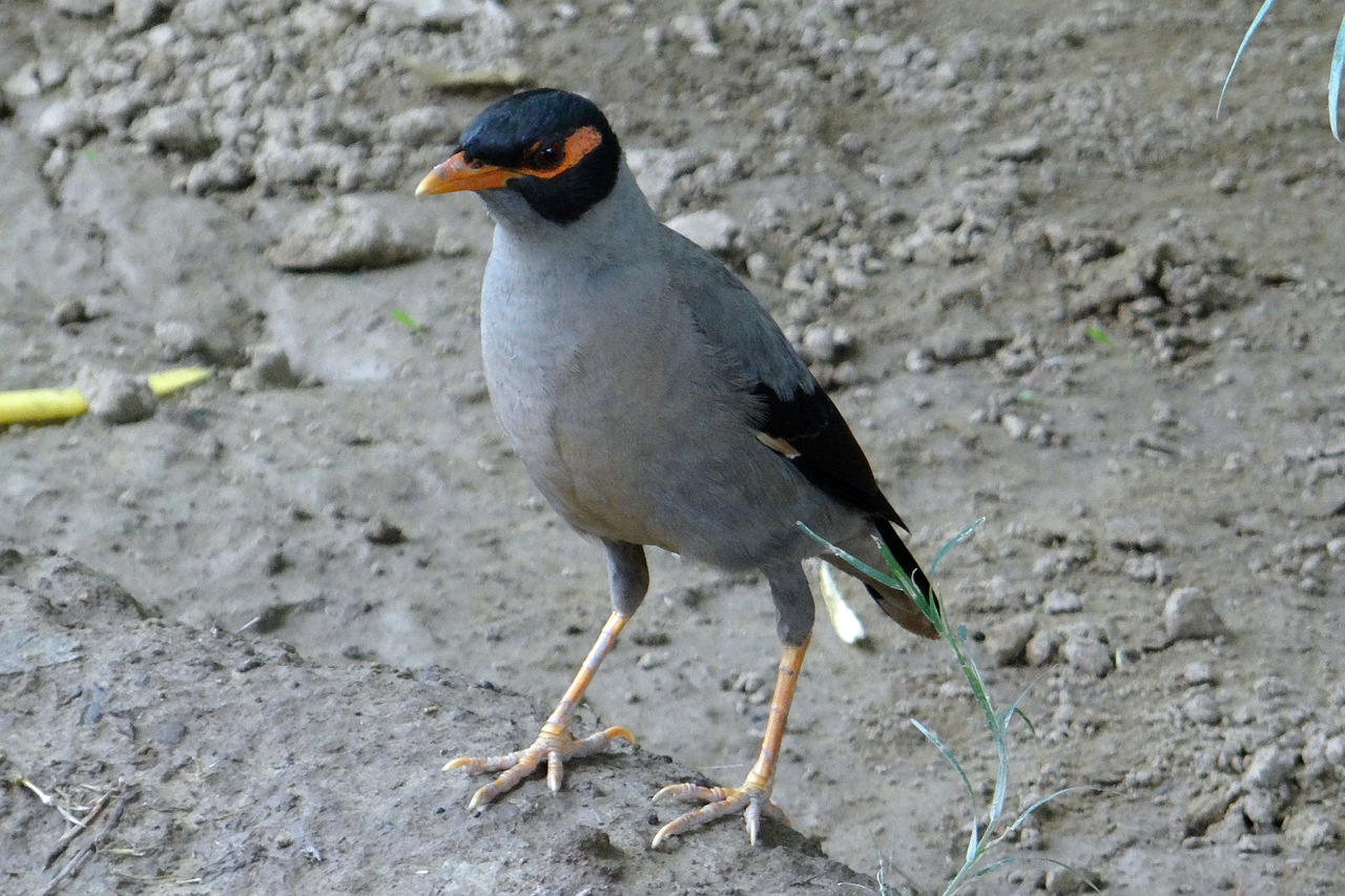 bank myna passerine acridotheres ginginianus free photo