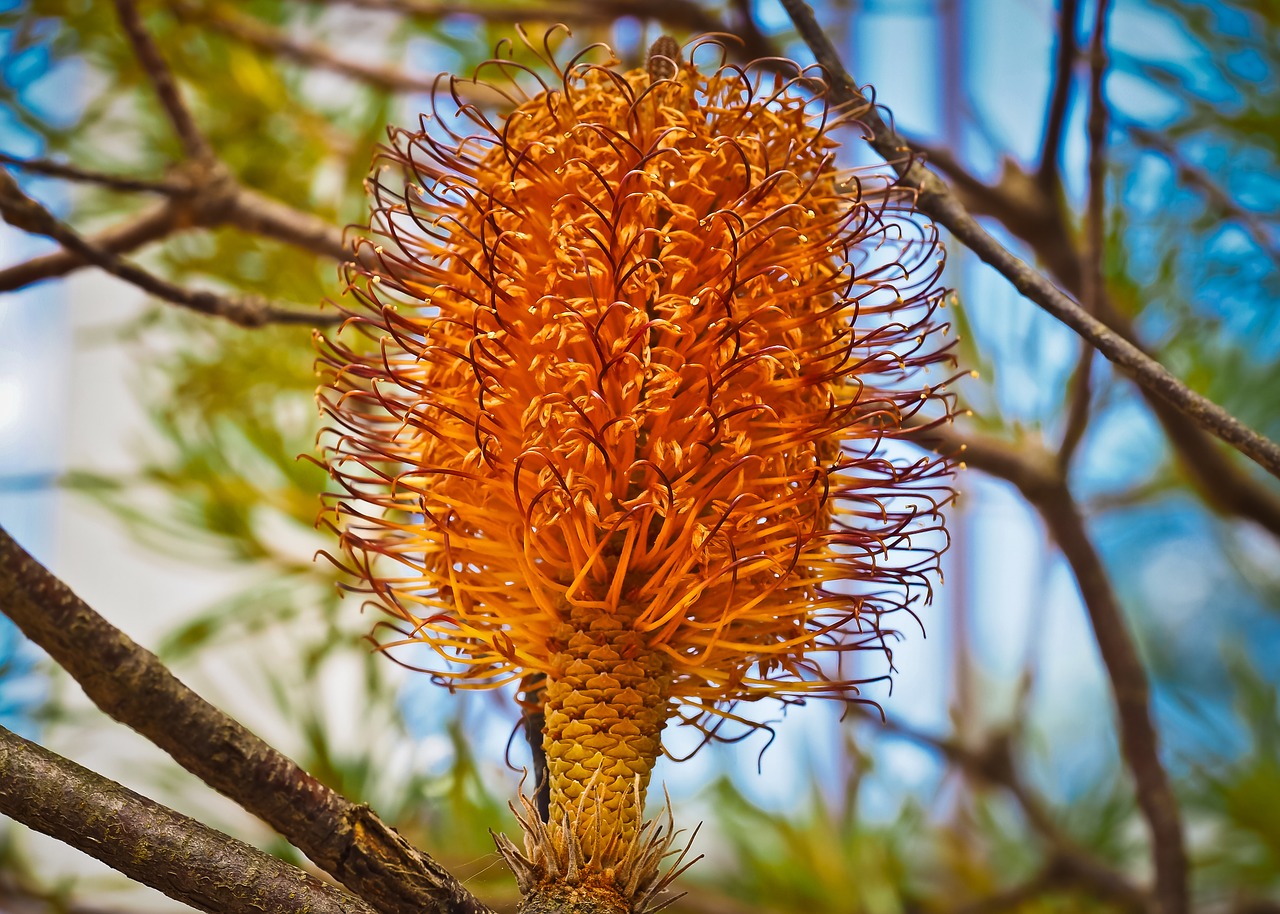 banksia tree fruit free photo