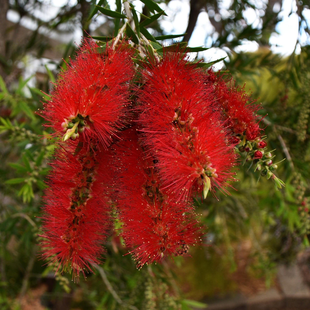 Banksia,australian,native,flower,plant - free image from needpix.com