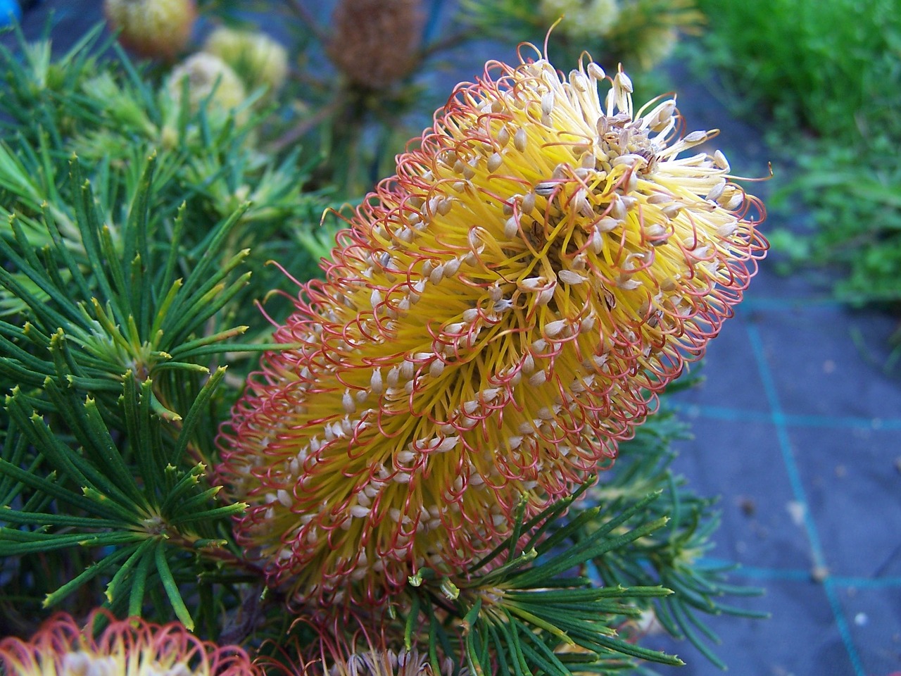 banksia spinulosa flower free photo