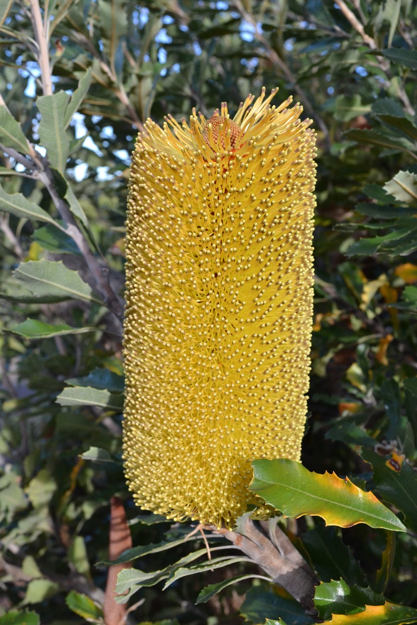 banksia australia native flora free photo