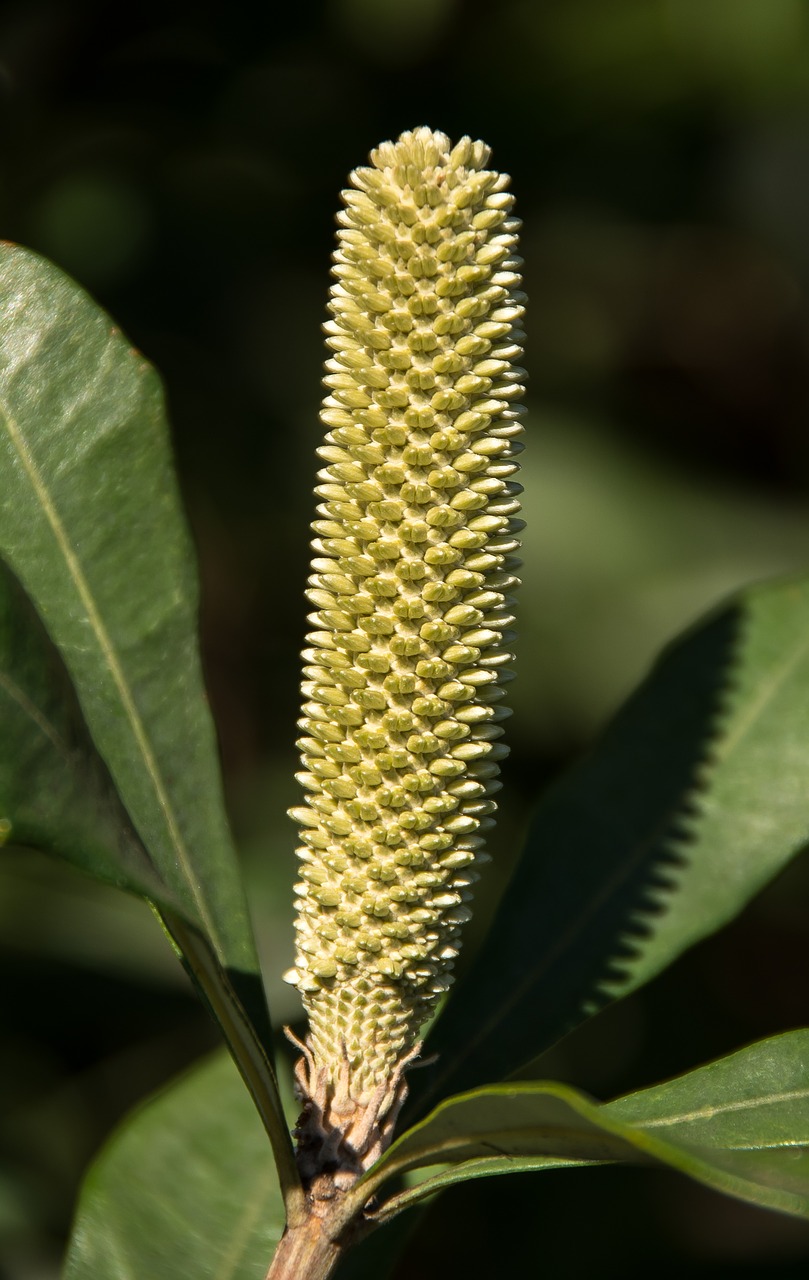 banksia flower bud free photo
