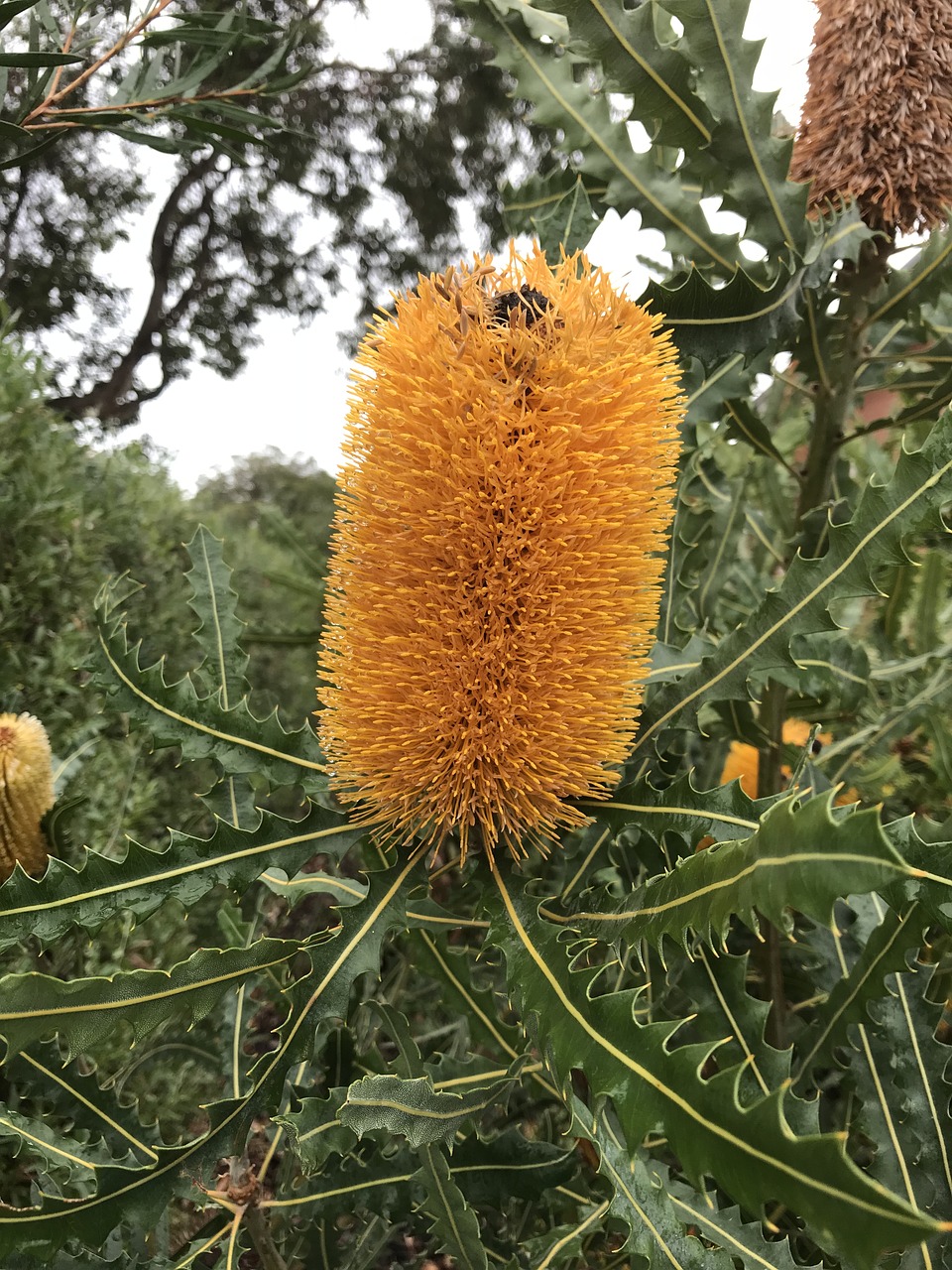 banksia  orange  nature free photo