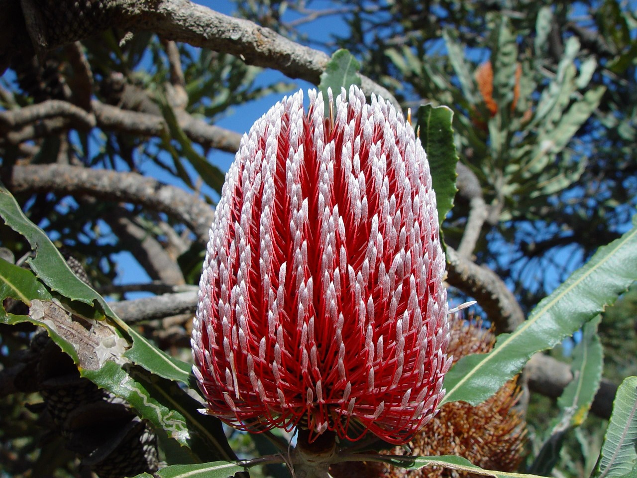 banksia flower australia free photo