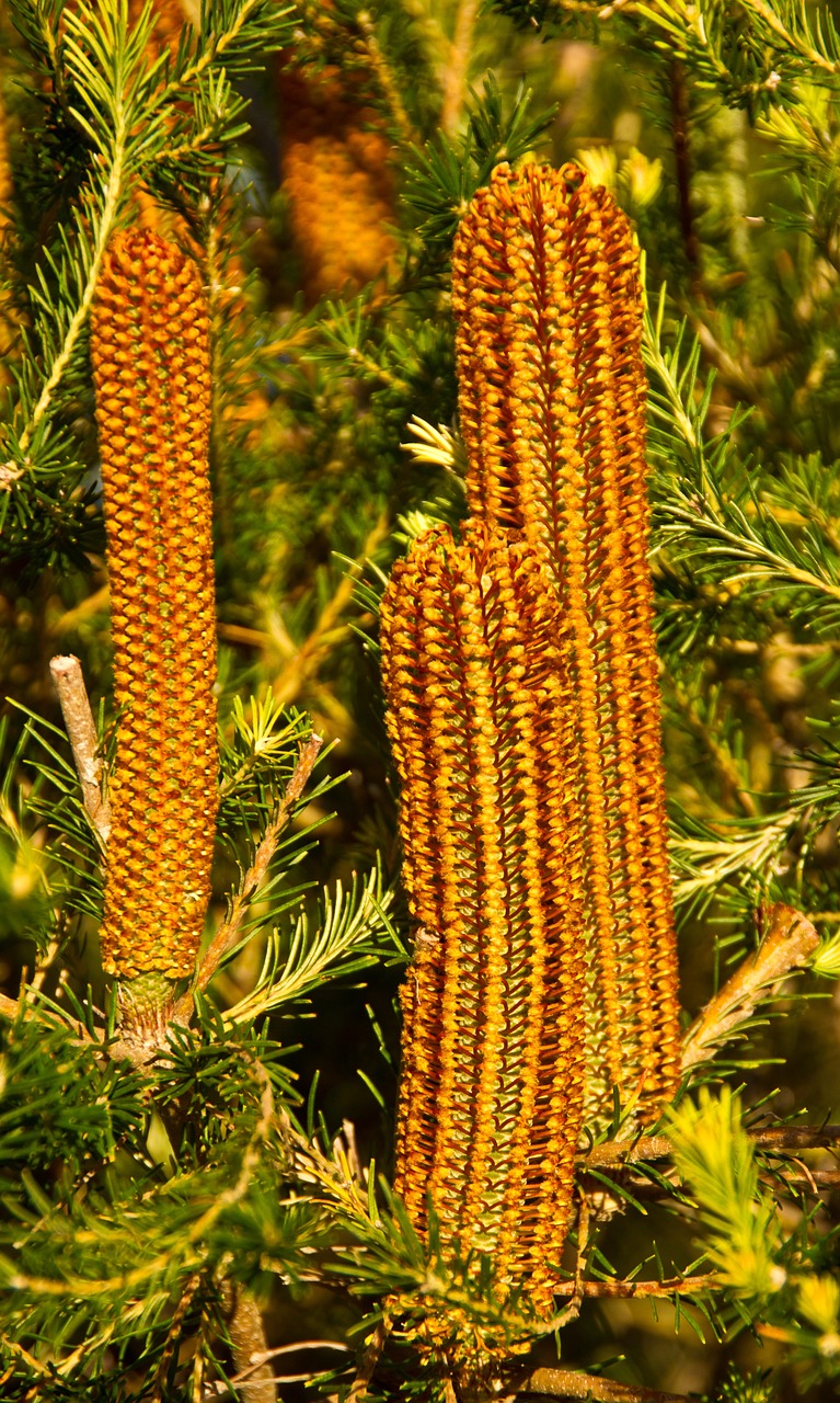 banksia flowers australia free photo