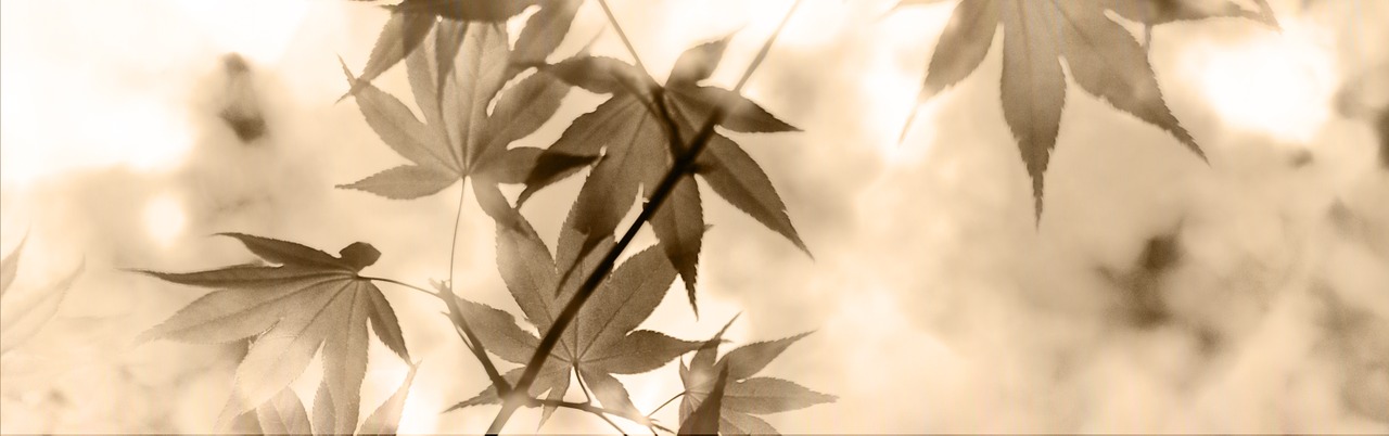 banner header maple free photo