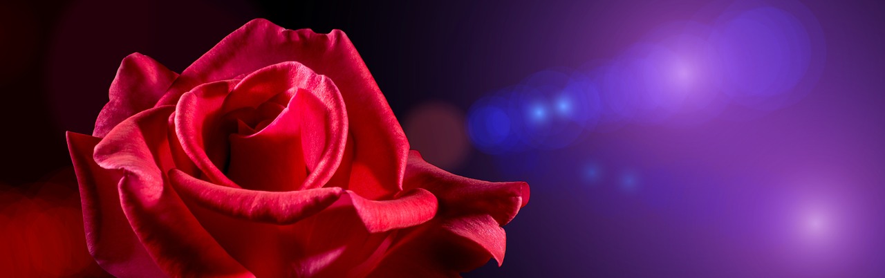 banner header rose free photo