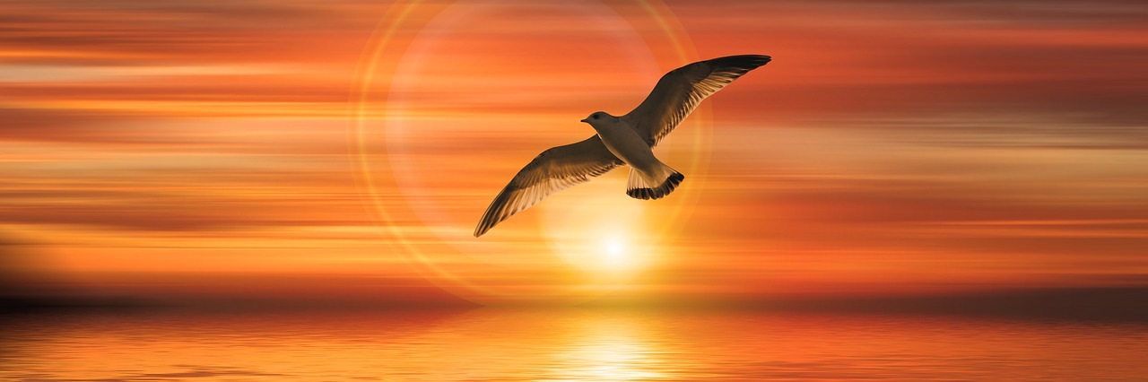 banner header gull free photo