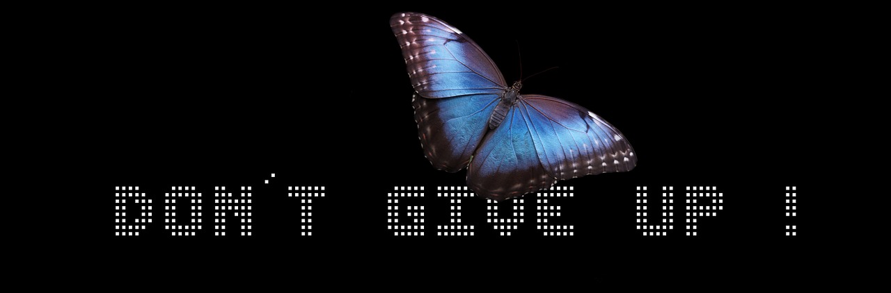 banner header butterfly free photo