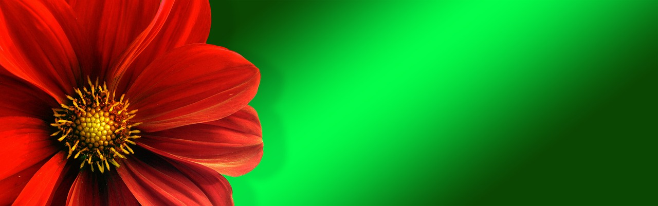 banner header flower red free photo