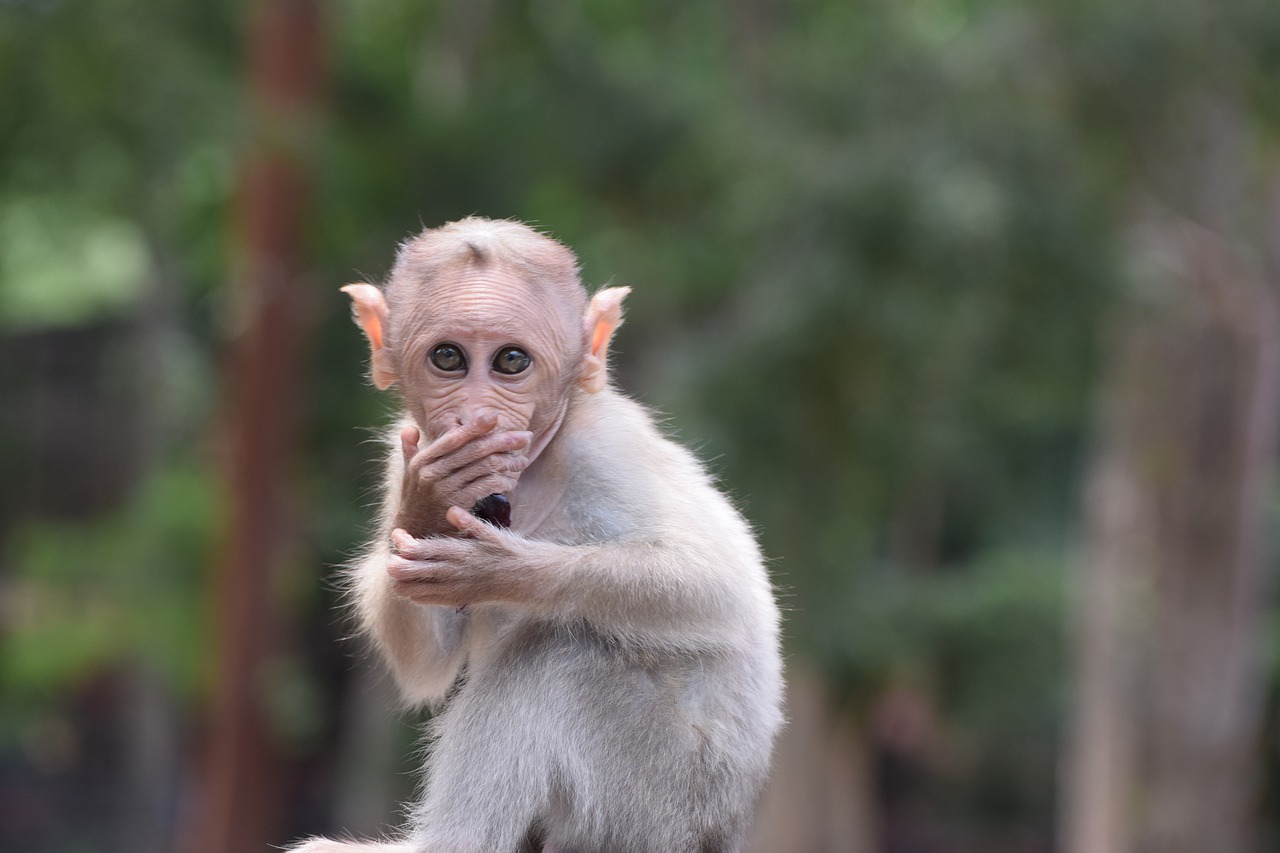 bannerghatta biological park  animal  monkey free photo