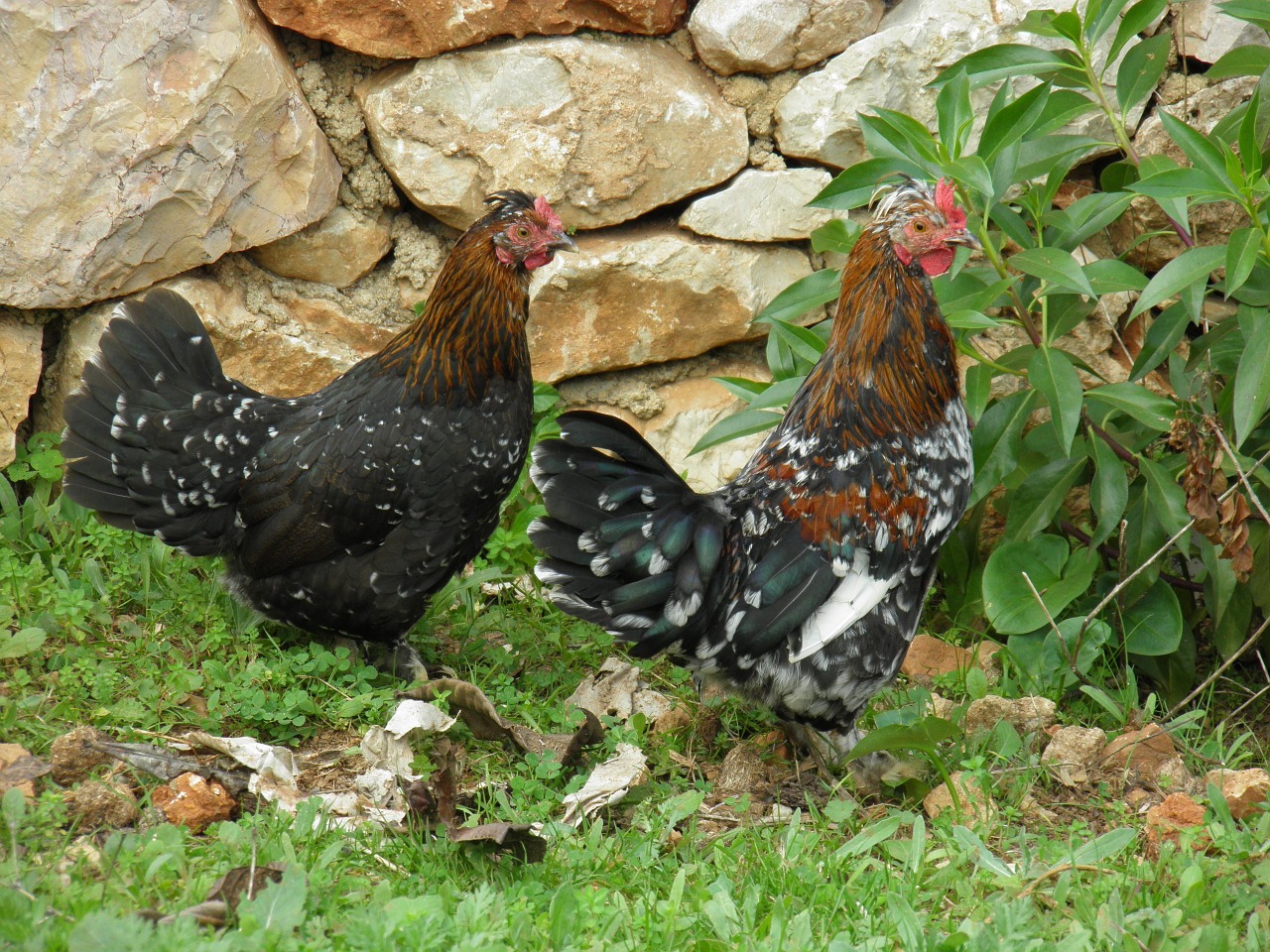 bantams chicken poultry free photo