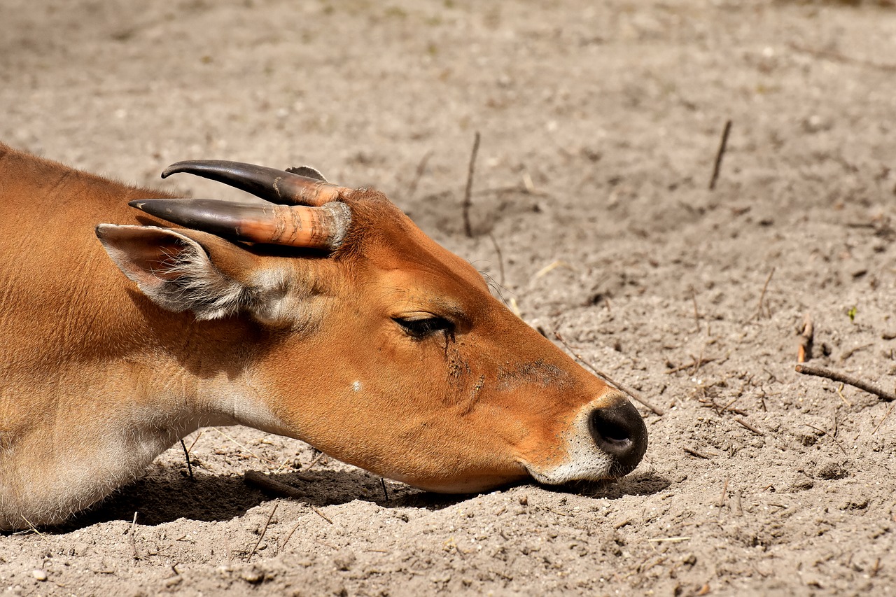 banteng  beef  bos javanicus free photo