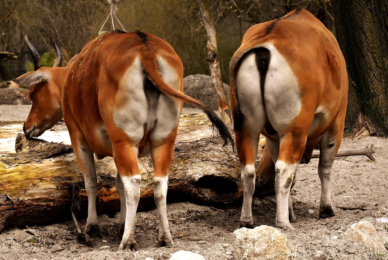 banteng  beef  bos javanicus free photo