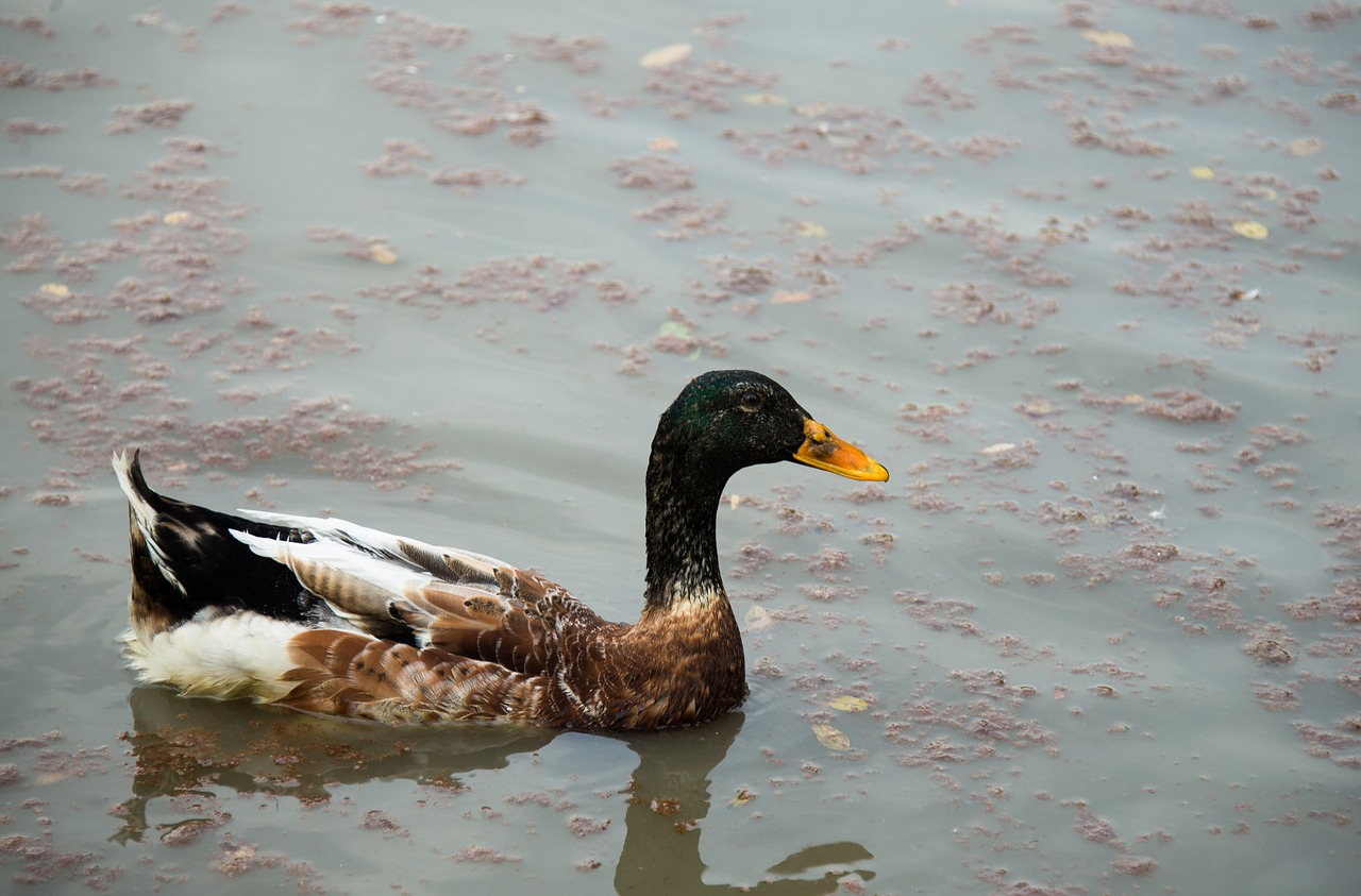 banya  tian duck  river duck free photo