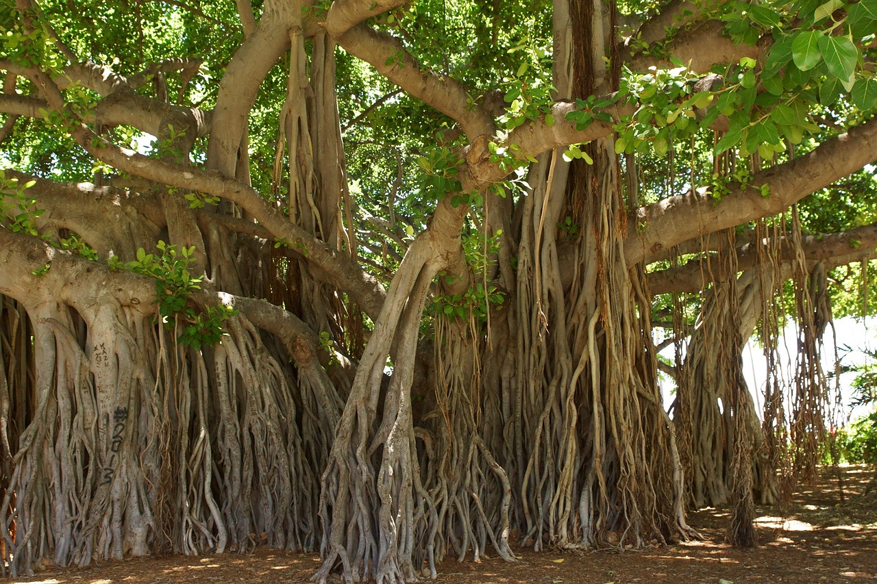 banyan tree honolulu hawaii free photo