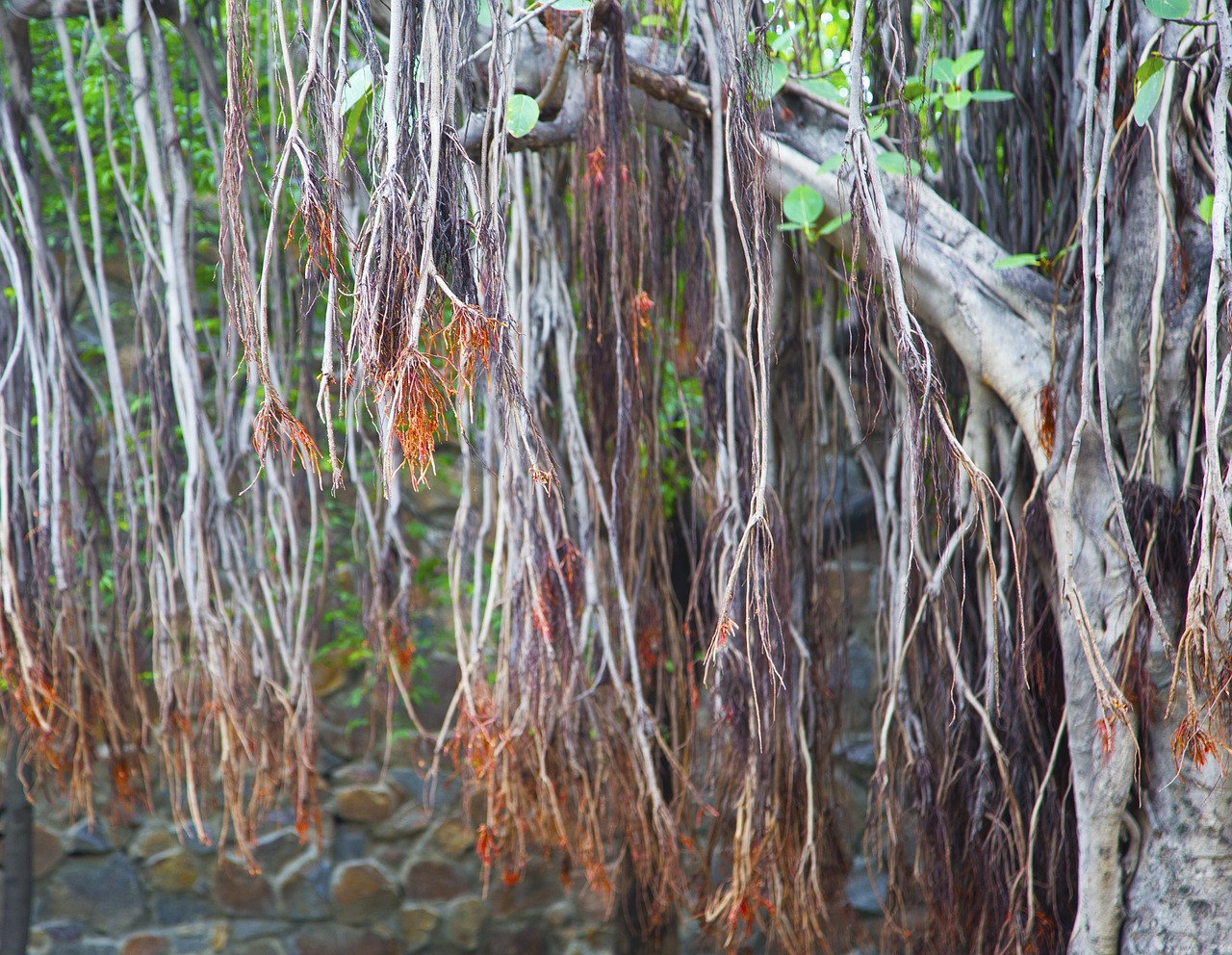 banyan tree forest tree free photo