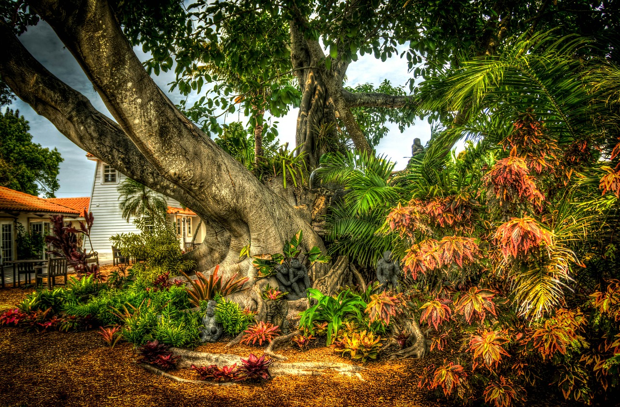 banyan tree south florida shangri-la free photo