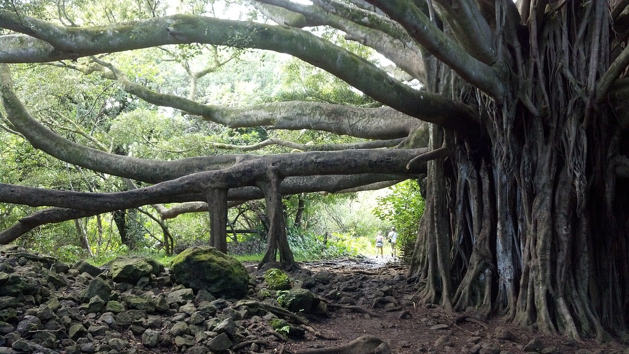 banyan tree tree maui free photo