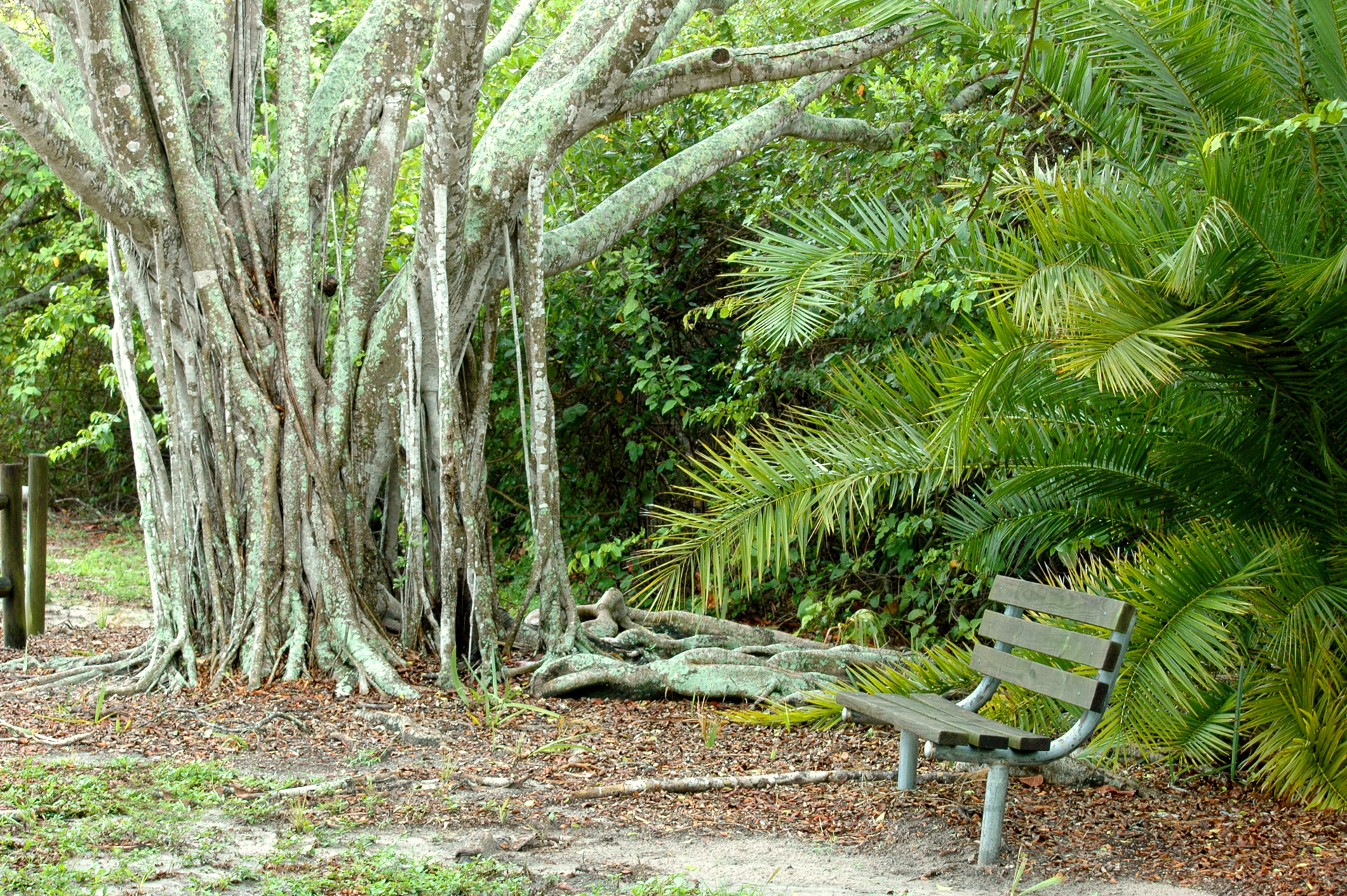 bench banyan tree banyan free photo